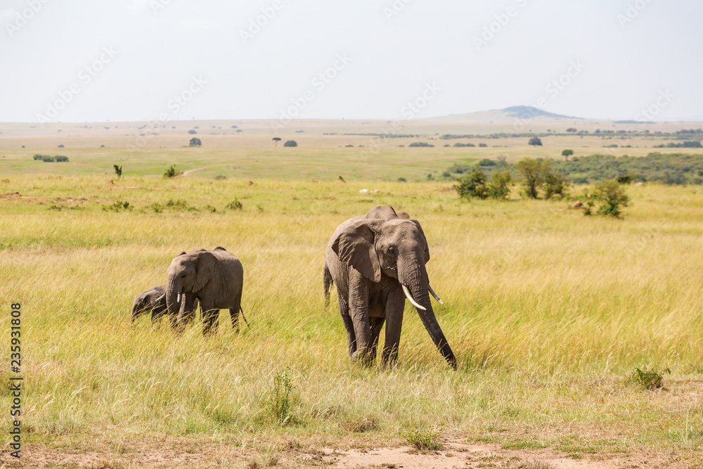 Obraz premium Elephants who walk on the savanna