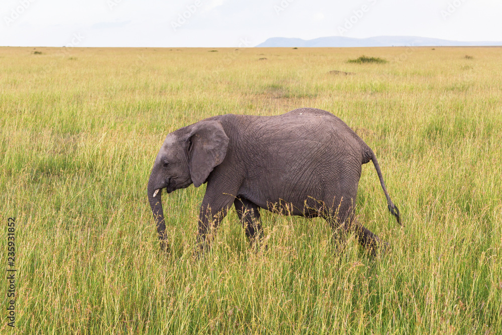Elephant calf walking in the grass in the wilderness
