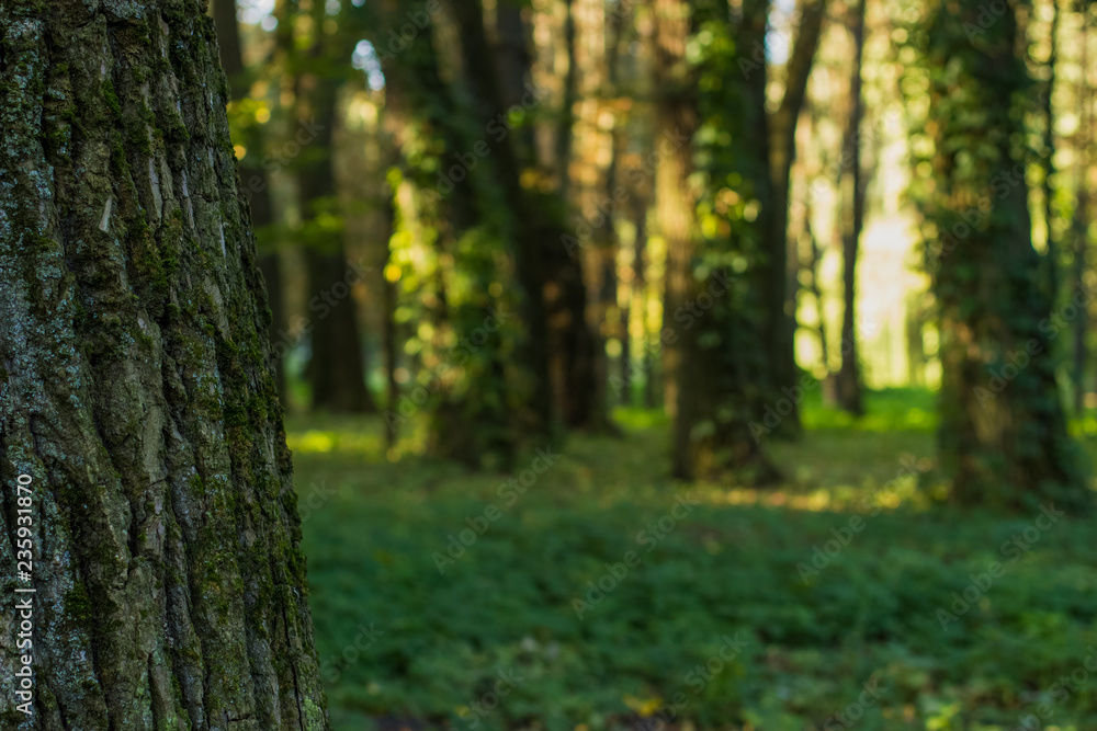 abstract soft focus tree bark texture park outdoor place 