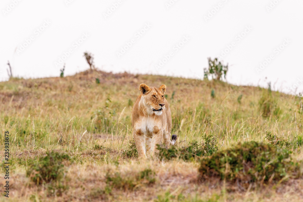 Lioness standing and scouts in the savannah Lioness standing and scouts in the savannah