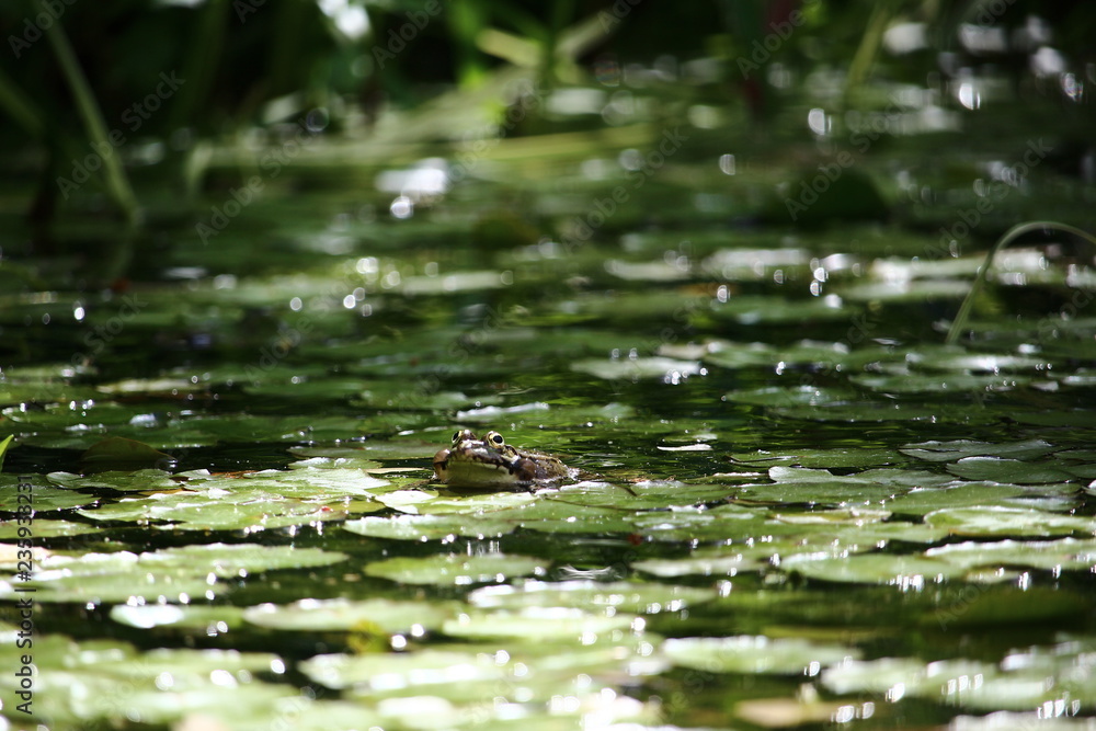 Grenouille et nénuphars Grenouille et nénuphars
