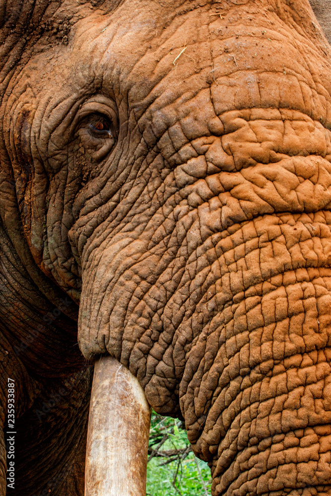Details around the eye of a big Elephant bull - Zimanga Game Reserve - South Africa