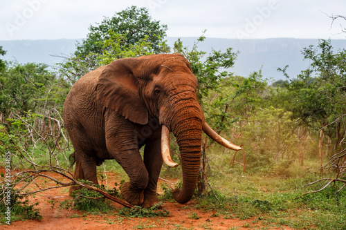 Big Elephant bull walking in Zimanga Game Reserve - South Africa