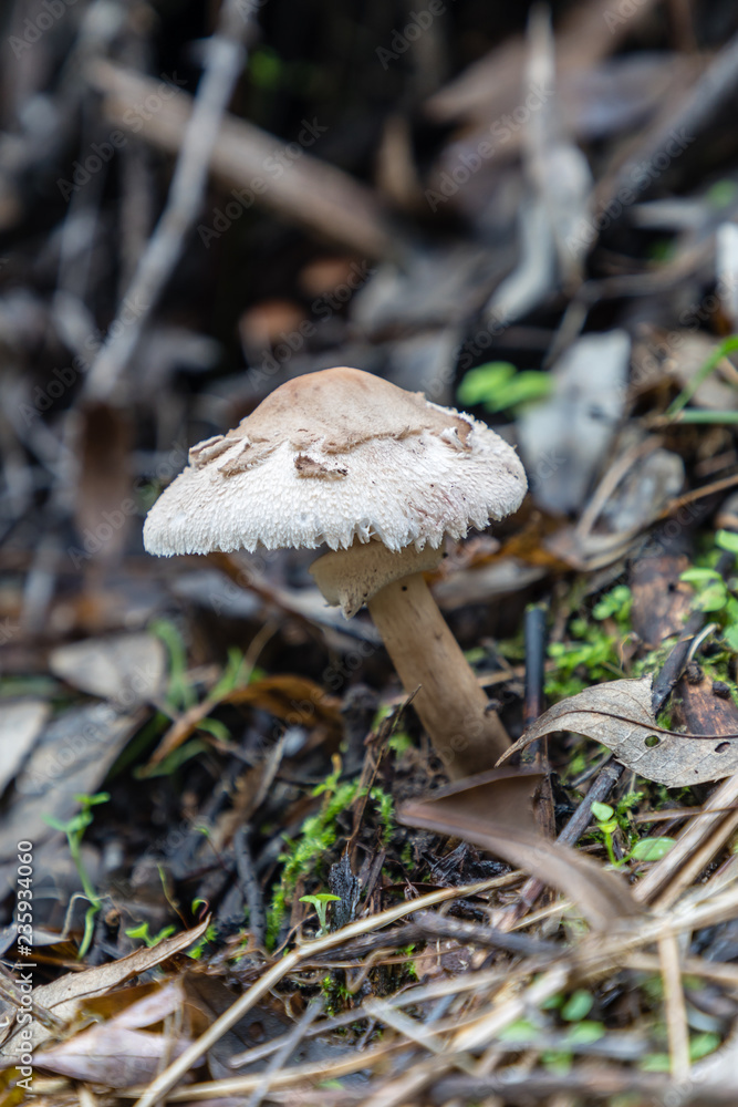 Wild mushrooms in the fields of the mountains of Madrid Wild mushrooms in the fields of the mountains of Madrid