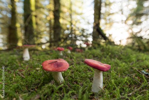 Obraz na płótnie Mushrooms growing in the forest woodlands of Wales