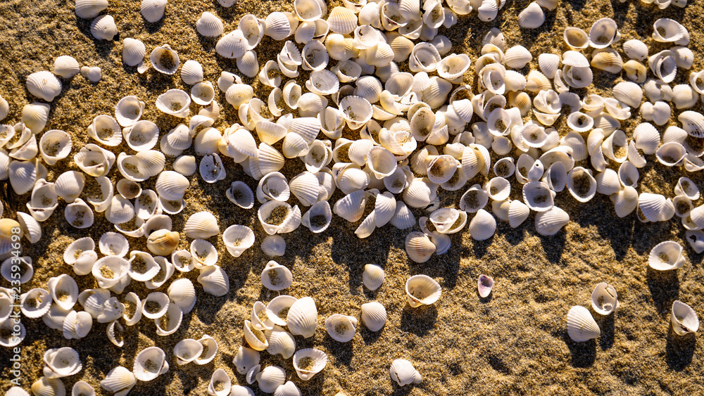 A lots of sea shells background concept on the beach