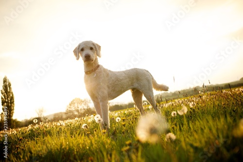 Labradoodle dog in open fields of dandelion flowers photo