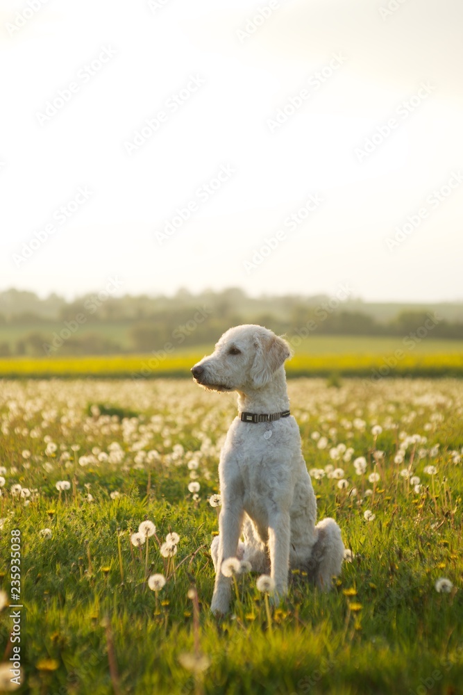 Fototapeta premium Friendly labradoodle dog waiting in open field of scattered clovers.
