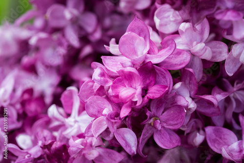 Lilaner Blüten des Flieders © H. Rambold