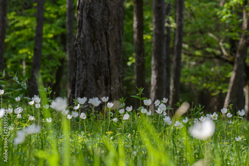 Wald-Windröschen weiß  blühend  miit Bäumen photo