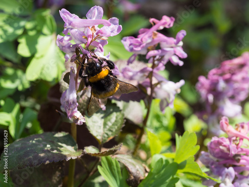 Corydalis flower growing in spring forest and a bumblebee o