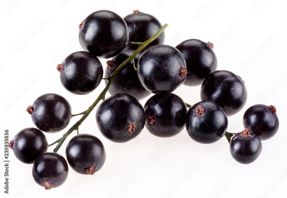 SPRIG OF BLACKCURRANTS SPRIG OF BLACKCURRANTS