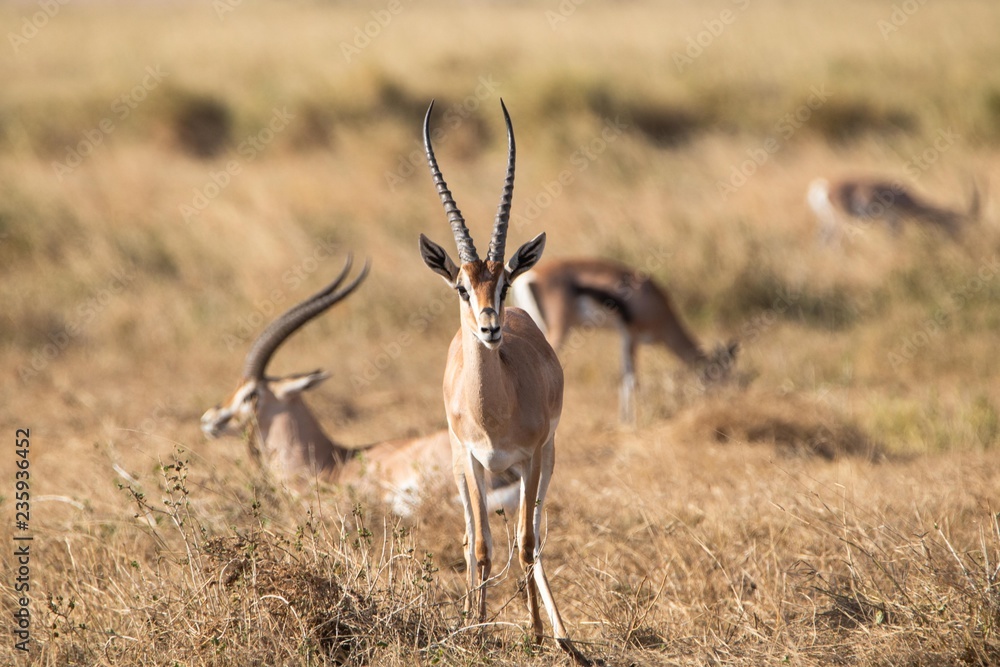 Thomson-Gazelle in Kenia Thomson-Gazelle in Kenia