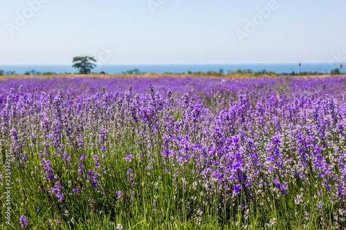 Lavender field © Igor Luschay