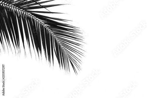 Palm leaves isolated on pale white background