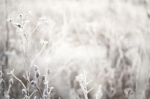 Frozen flowers on a meadow 