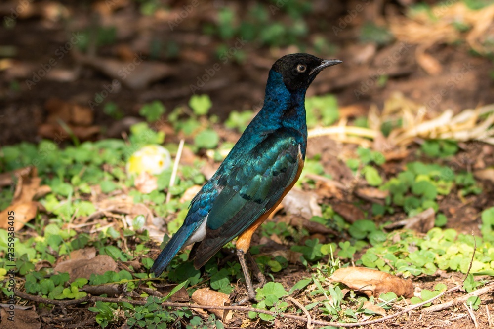 Obraz premium Dreifarben-Glanzstar in Kenia