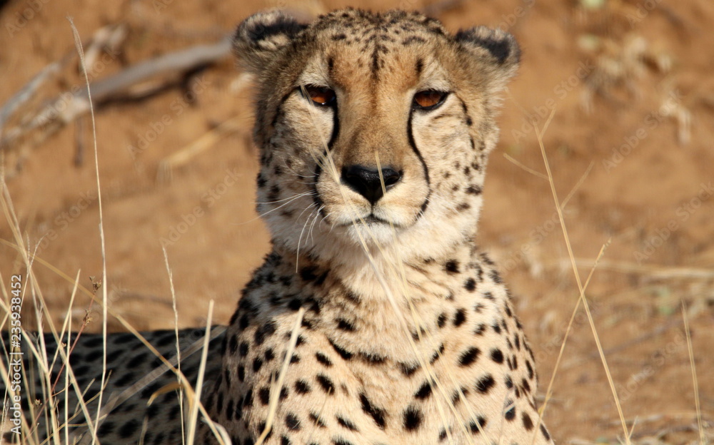 Der Gepard, die schnellste Katze der Welt Stock Photo | Adobe Stock