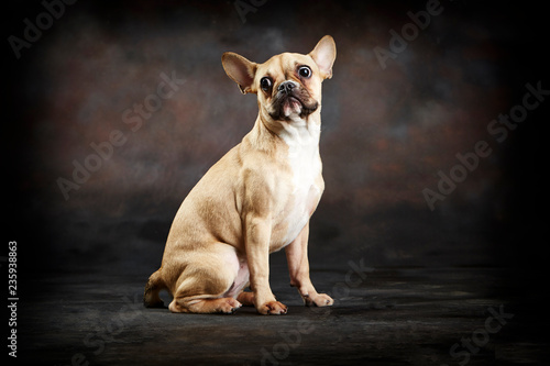 Chihuahua color canela sentado. Fotografía de estudio. Perro. Mascota. 