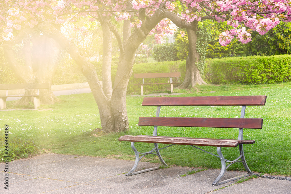Blooming pink Japanese cherry or sakura flowers (Prunus serrulata or Kanzan) with bench near small park