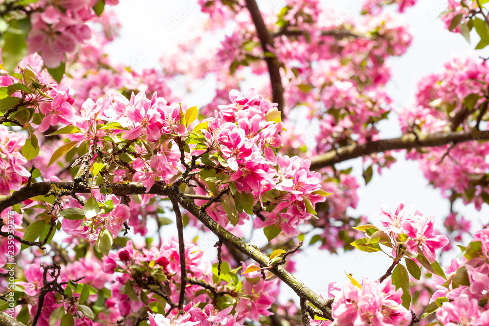 Blooming pink Japanese cherry or sakura flowers in Europe