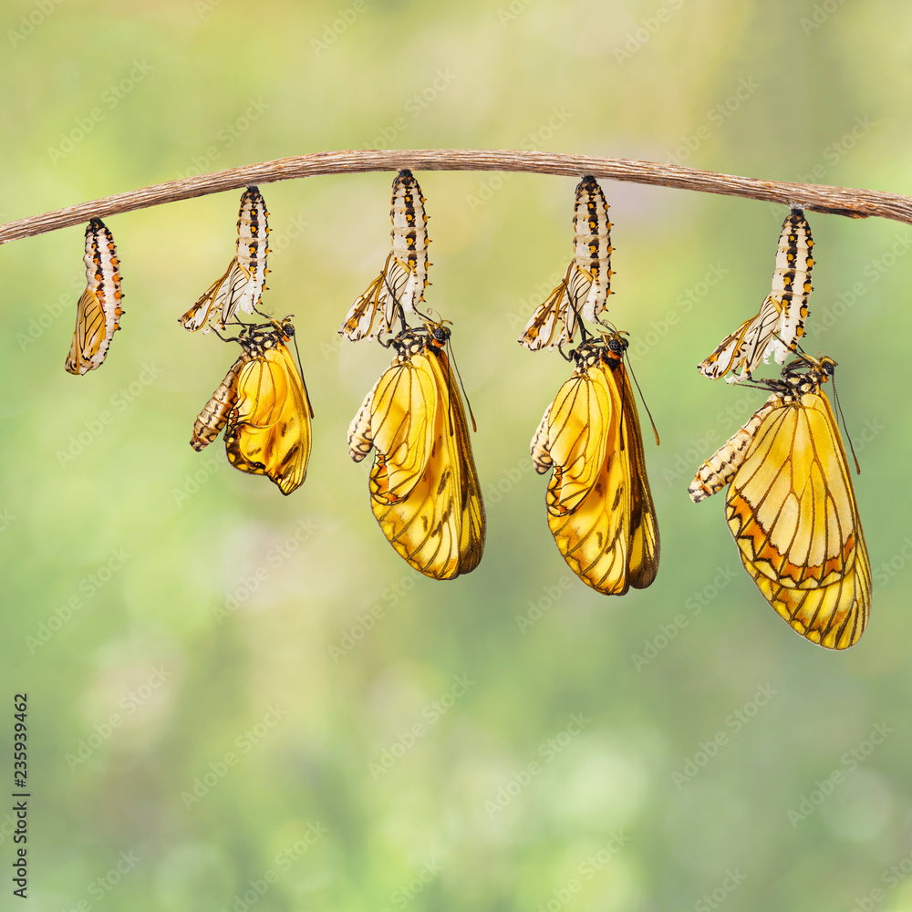 Naklejka premium Transformacja żółtego motyla coster (Acraea issoria) z gąsienicy i poczwarki wiszącej na gałązce