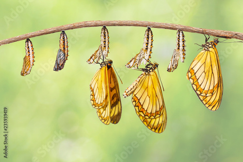 Transformation of yellow coster butterfly ( Acraea issoria ) from caterpillar and chrysalis hanging on twig photo