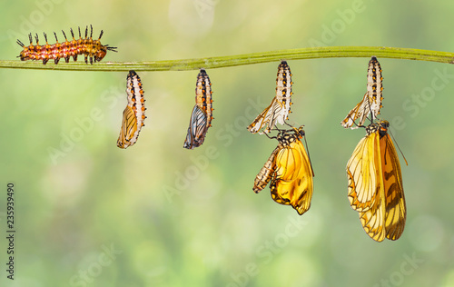 Transformation of yellow coster butterfly ( Acraea issoria ) from caterpillar and chrysalis hanging on twig