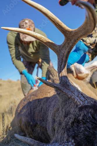 Two male deer hunters prepare to skin, dress and process the shot deer while in the field