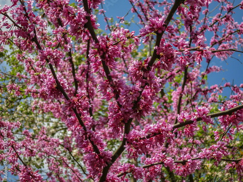 Wallpaper Mural Pink cloud of the Judas Tree, Eastern Redbud or Eastern Redbud blooming in the spring. Torontodigital.ca