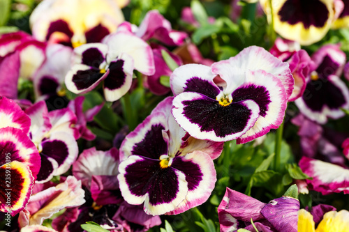 Magenta pansy flowers are blommong in the garden photo