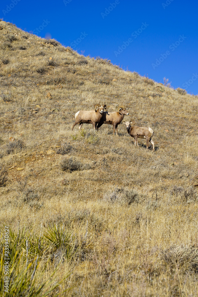 Fototapeta premium Herd of bighorn sheep on a grassy mountain hill on a sunny Montana day