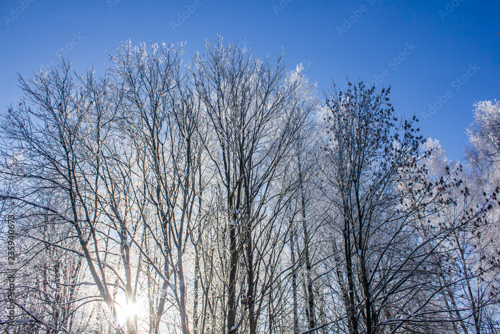 Frozen tree branches. White frost in winter on a branch Frozen tree branches. White frost in winter on a branch