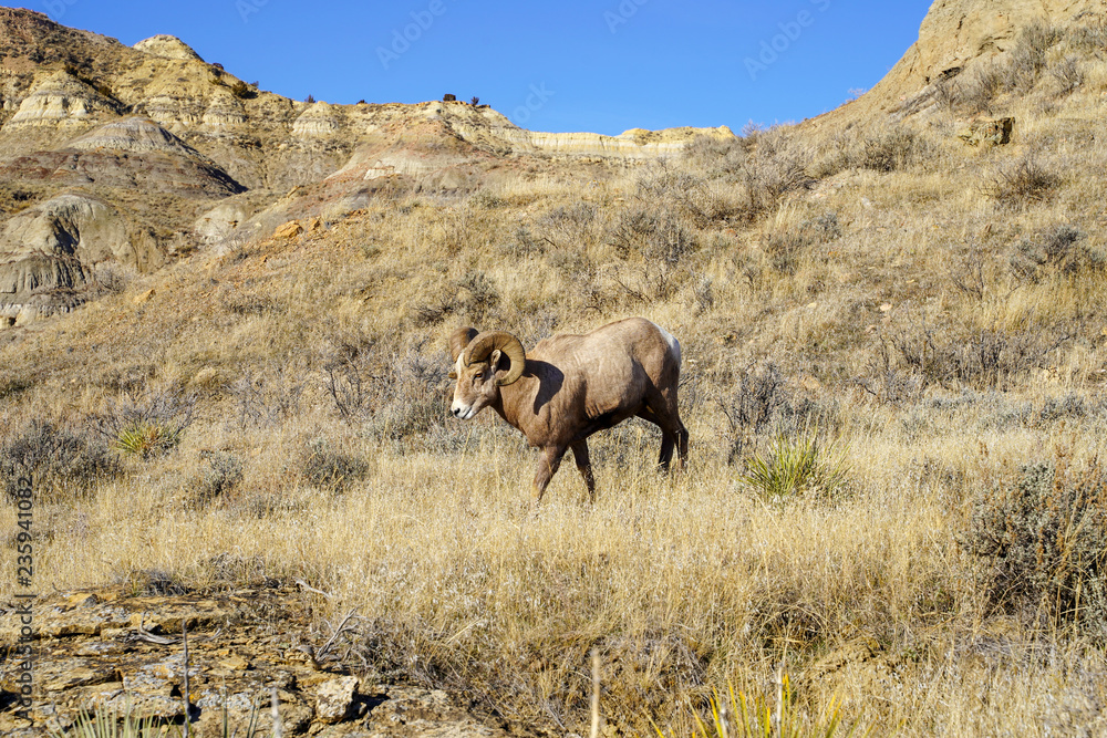 Naklejka premium Male ram Bighorn sheep stares into the camera as he walks by. Taken in Montana on a sunny day