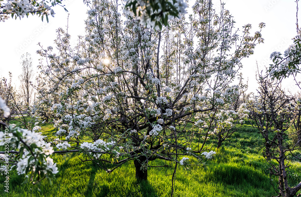Blooming Apple orchard