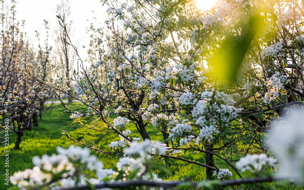 Blooming apple orchard Blooming apple orchard