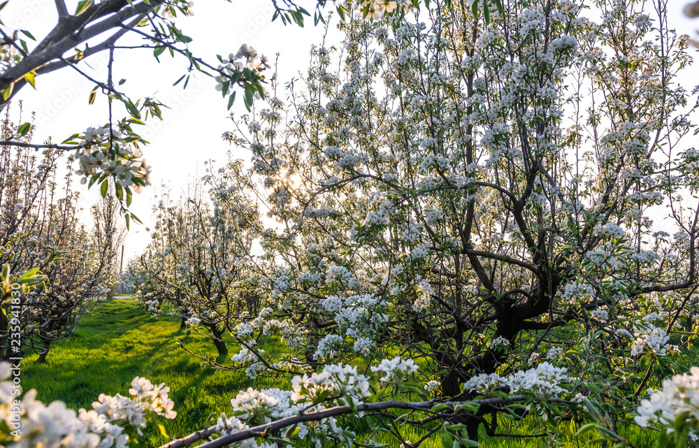 Blooming Apple Orchard