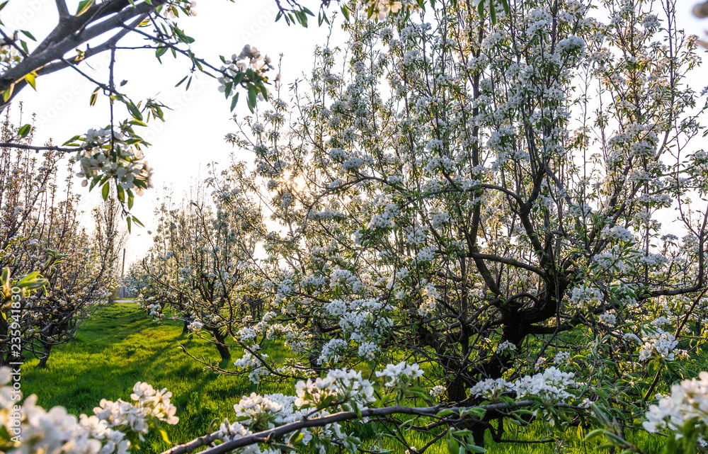 Fototapeta premium Blooming Apple Orchard