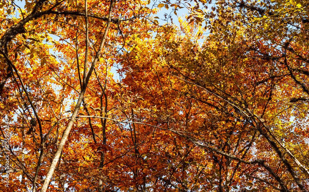 Autumn forest Autumn forest