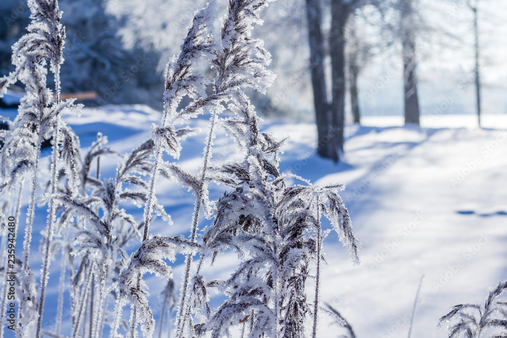 Frozen tree branches. White frost in winter on a branch Frozen tree branches. White frost in winter on a branch