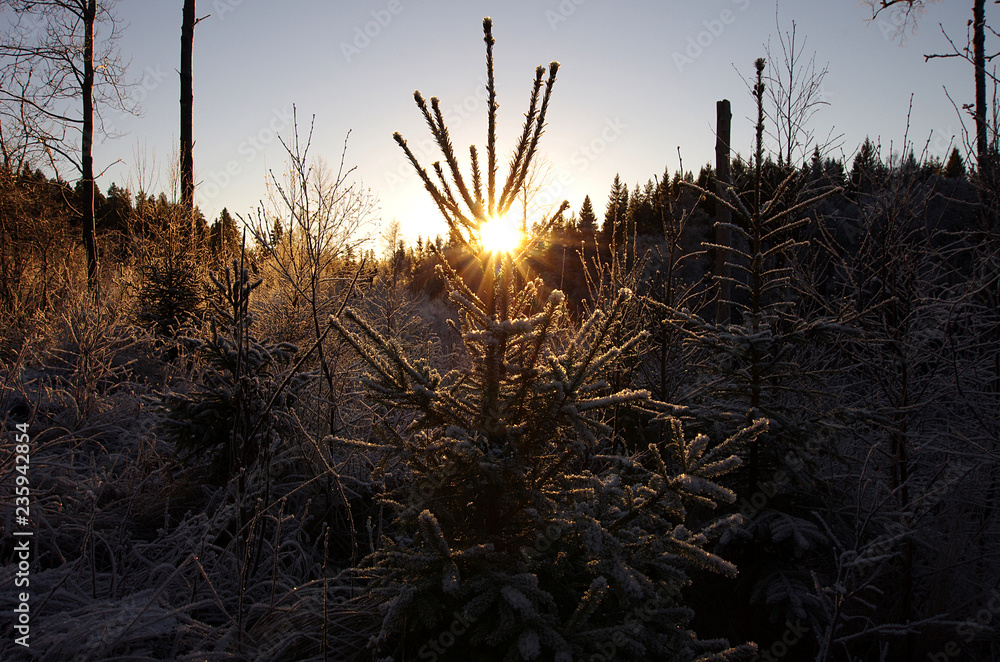 Fototapeta premium Sunset over a forested hill on a cold winterday in Dalarna