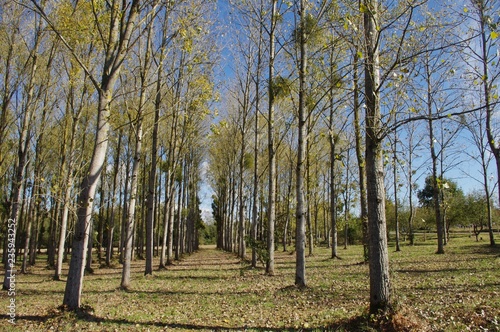 Foto L'alignement de peupliers