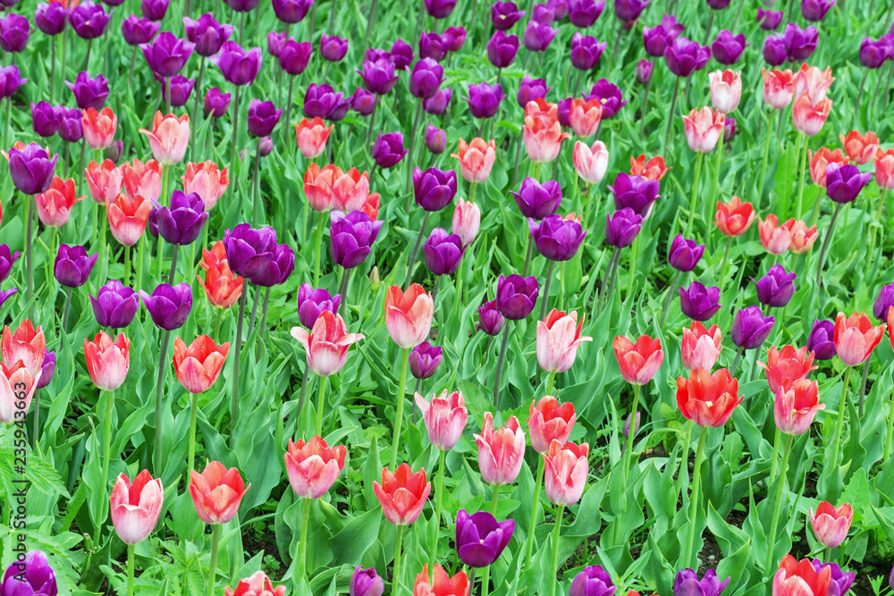 Background with colorful tulips on field. Fresh spring flowers in nature. Background with colorful tulips on field. Fresh spring flowers in nature.