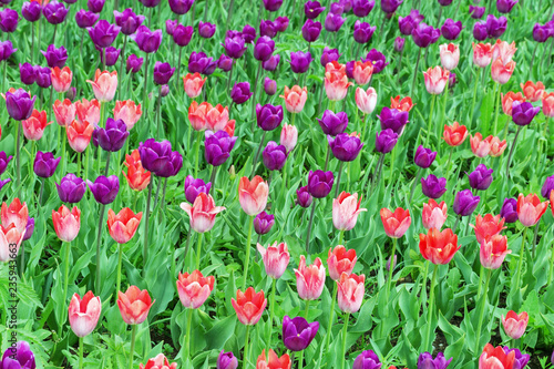 Background with colorful tulips on field. Fresh spring flowers in nature.