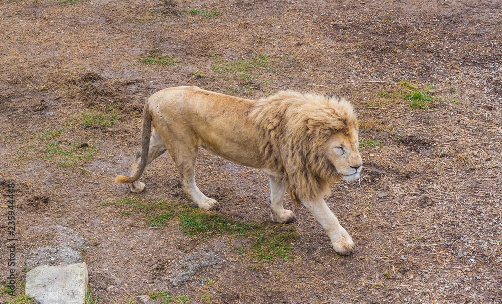 Obraz premium Lion pride