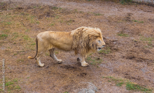 Lion pride