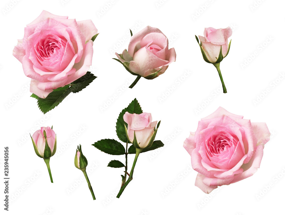 Naklejka premium Zestaw różowy kwiat róży i pąki