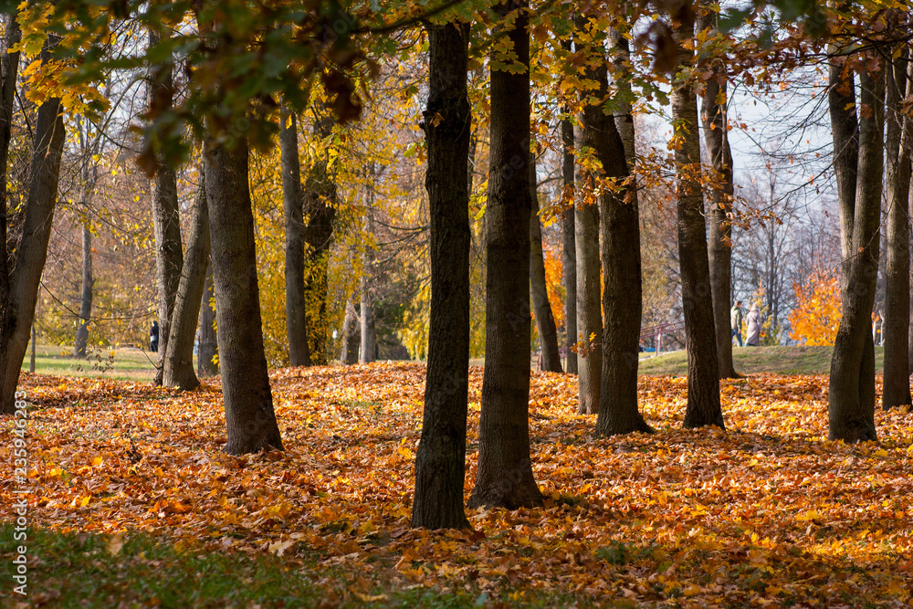 Autumn landscape in the park. Fallen leaves and maples - yellow, red, green illuminated by the setting sun. Beautiful and festive. Grodno. Belarus. Autumn landscape in the park. Fallen leaves and maples - yellow, red, green illuminated by the setting sun. Beautiful and festive. Grodno. Belarus.