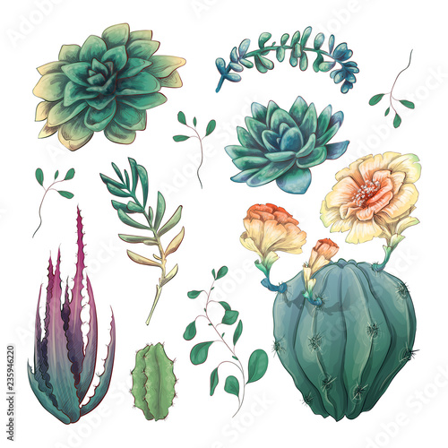 Hand drawn colorful cactuses and succulent set. Houseplant, cactus, tropical plants.