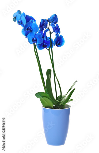 Beautiful tropical orchid flower in pot on white background © New Africa
